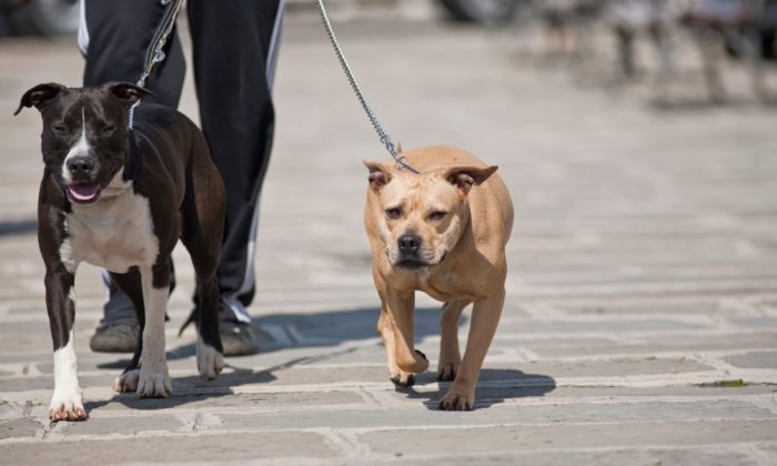 Deux chien équipé d'un collier promenant avec son maître