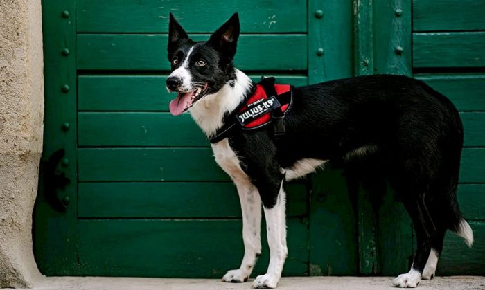 Harnais chien personnalisé en Y Julius-K9 IDC Longwalk au nom du chien -  Julius-K9