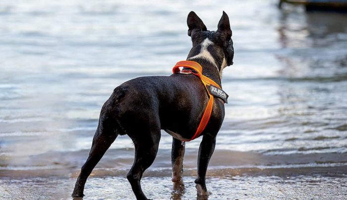 Un chien portant un harnais Julius-K9 au bord de la mer