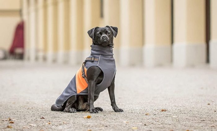 Un chien portant un manteau avec harnais