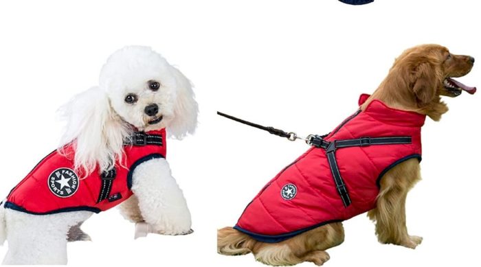 Deux chien portant un manteau avec harnais