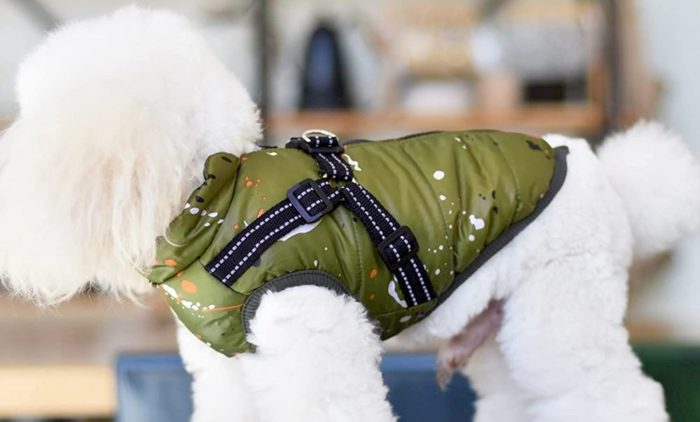Un chien portant un manteau avec harnais