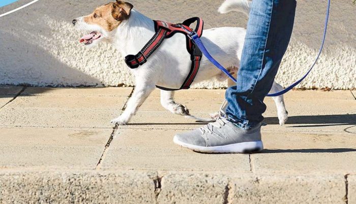 Un chien équipé d'un harnais anti-traction promenant avec son maître