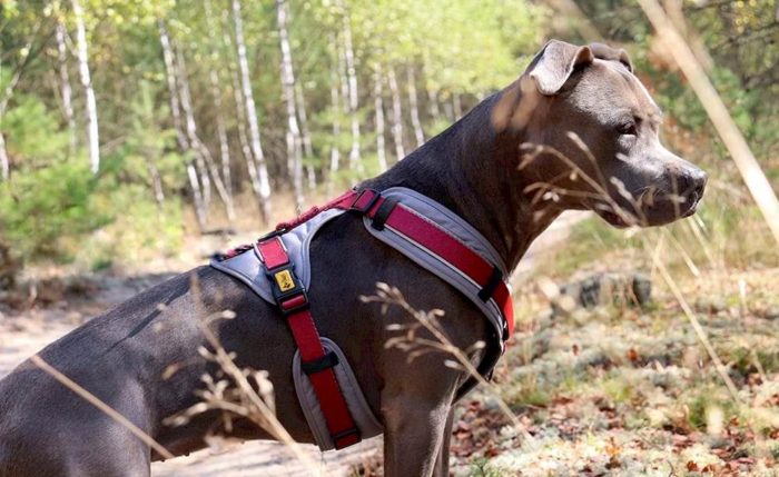 Comment choisir le meilleur harnais anti-traction pour votre chien ?