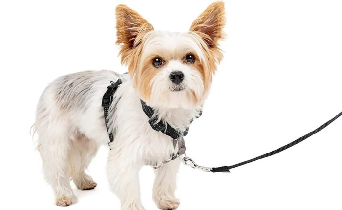 Un chien portant un harnais Petsafe