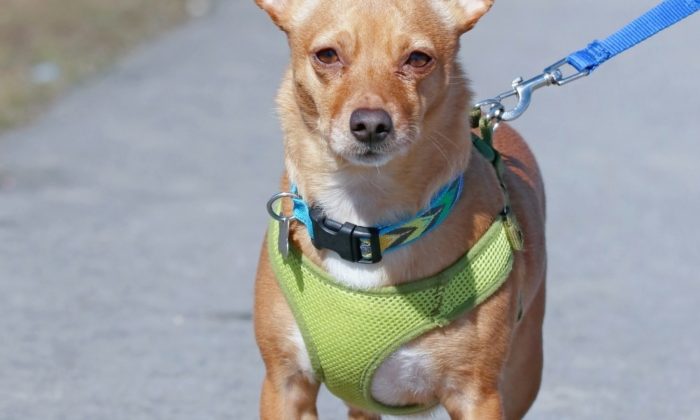 Un Chihuahua portant un harnais