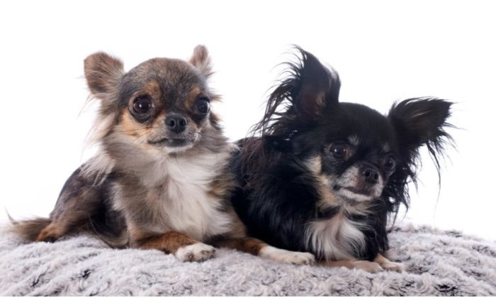 Deux Chihuahua