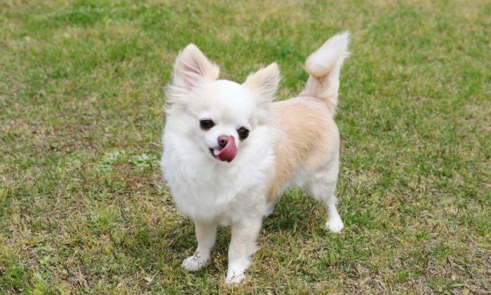 Un Chihuahua 